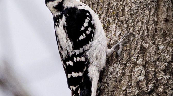 How to tell the difference between a Hairy Woodpecker and a Downy Woodpecker